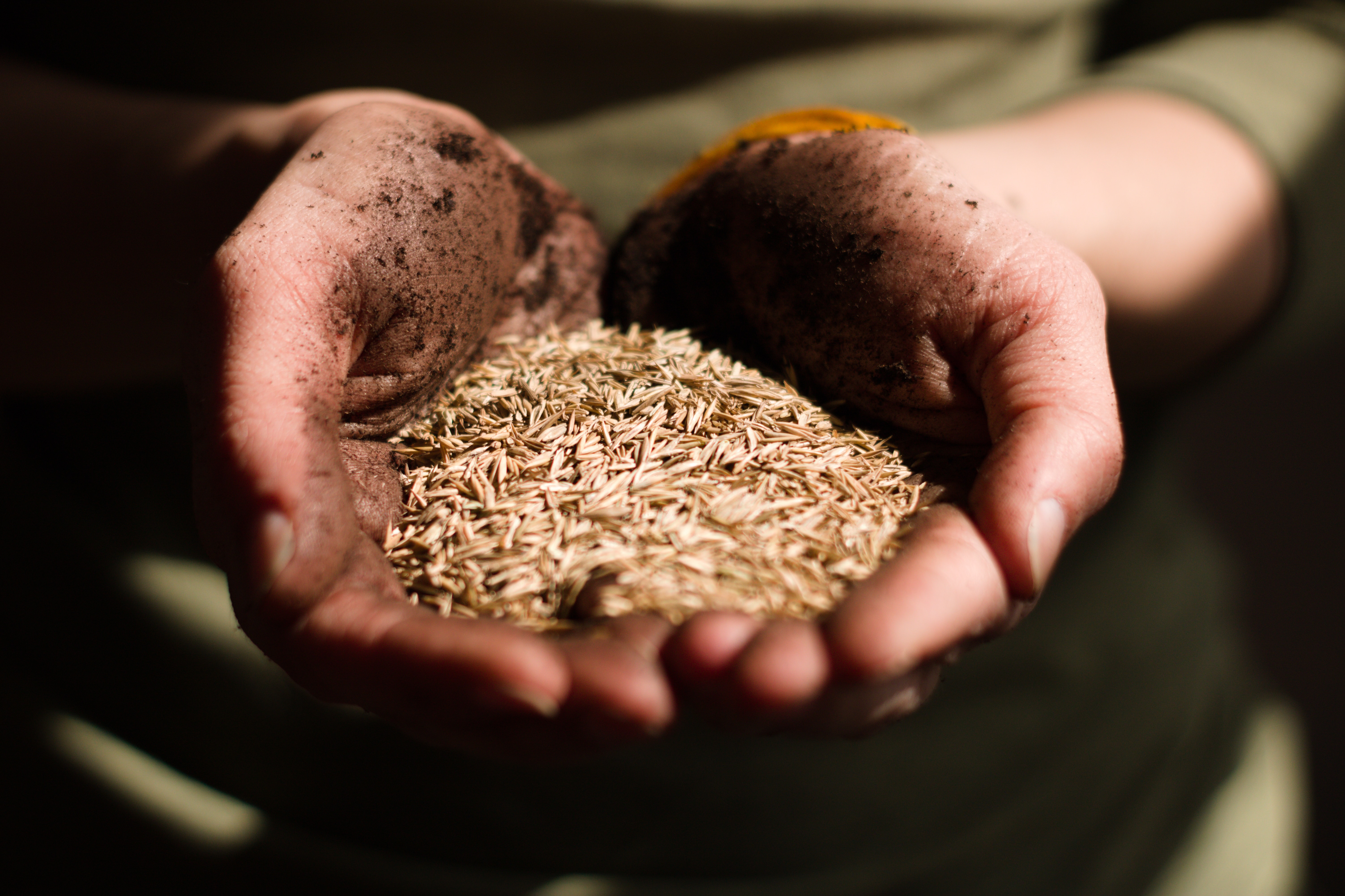 Circolare sementi Novità su deroghe per gli operatori Bio